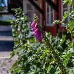 Pensionat Sandbogaard 2*